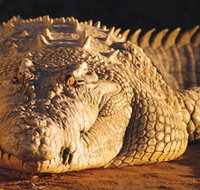 Koorana Crocodile Farm - Accommodation NT