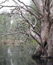 Wonga Wetlands - Accommodation NT 3