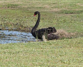 Wonga Wetlands - Accommodation NT 6