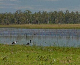 Lake Broadwater Conservation Park - Accommodation NT 1