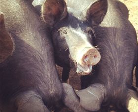 Ravens Creek Farm - Accommodation NT 3