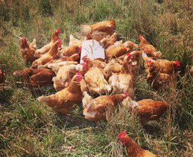 Ravens Creek Farm - Accommodation NT 6