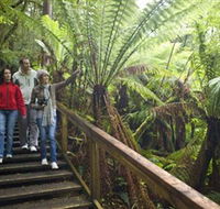 Otway Fly Treetop Adventures - Accommodation NT