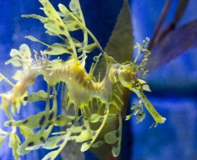 SEA LIFE Melbourne Aquarium - Accommodation NT 1