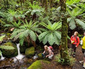 Baw Baw National Park - Accommodation NT 0