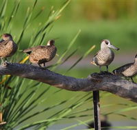 Jerrabomberra Wetlands - Accommodation NT