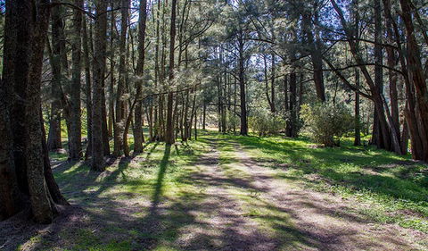 Wombeyan Waterfall Walking Track - Accommodation NT 0