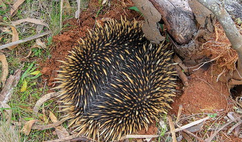 Wombeyan Waterfall Walking Track - Accommodation NT 2