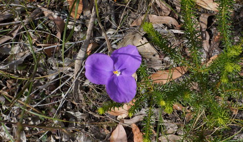Gordon Falls Lookout And Picnic Area - Accommodation NT 3