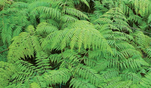 Boonoo Boonoo National Park - Accommodation NT 1