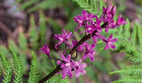 Cassinia Walking Track - Accommodation NT 0
