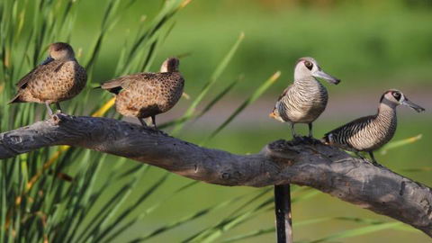 Jerrabomberra Wetlands - Accommodation NT 2