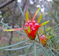 Glenbrook Native Plant Reserve and Nursery - Accommodation NT