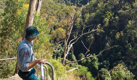 Lyrebird Falls Walking Track - Accommodation NT 1