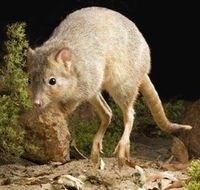 Kanyana Wildlife Rehabilitation Centre - NT Tourism