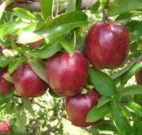 Top 40 Orchard