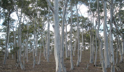 Green Track - NT Tourism 1