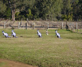 Wollombi Wines - Accommodation NT 5