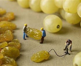 Hunter Valley Wine School - Accommodation NT 0