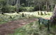 Barrington Tops State Forest - thumb 3