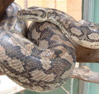 Armadale Reptile Centre - Accommodation NT