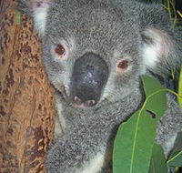 Hunter Valley Zoo - Accommodation NT