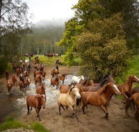 Glenworth Valley Horse Riding - Accommodation NT
