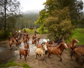 Glenworth Valley Horse Riding - Accommodation NT 0