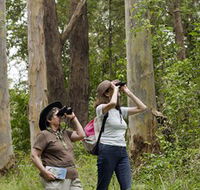 Chichester State Forest - NT Tourism