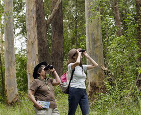 Chichester State Forest - Accommodation NT 0