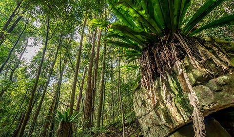 Palm Grove Nature Reserve - Accommodation NT 1