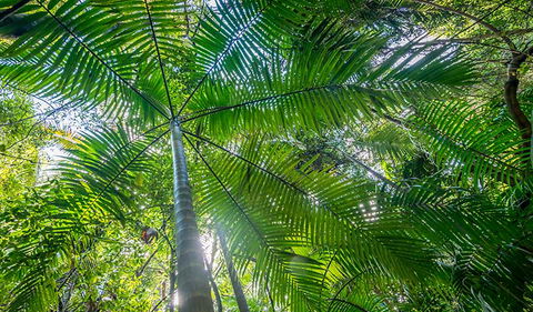 Palm Grove Nature Reserve - Accommodation NT 3