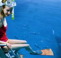 Roy Rufus Artificial Reef Dive Site - Accommodation NT
