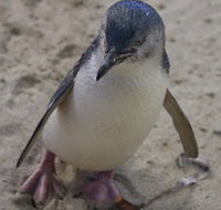 Penguin Island Boardwalks and Walk Trail - Accommodation NT