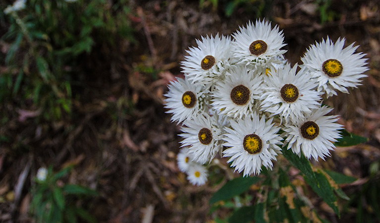 Banda Banda NSW Accommodation NT