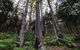 Hastings Forest Way Touring Route - thumb 2