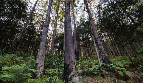 Hastings Forest Way Touring Route - Accommodation NT 2