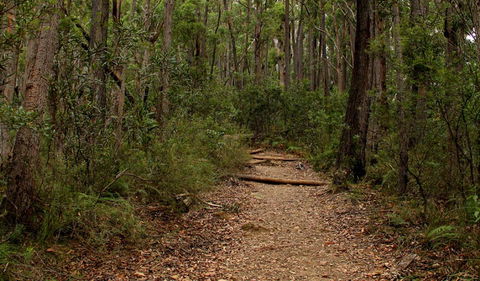 Pigeon House Mountain Didthul Walking Track - Accommodation NT 0