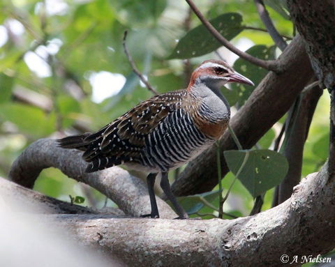 Cooloola Nature - Accommodation NT 1
