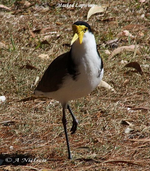 Cooloola Nature - Accommodation NT 6