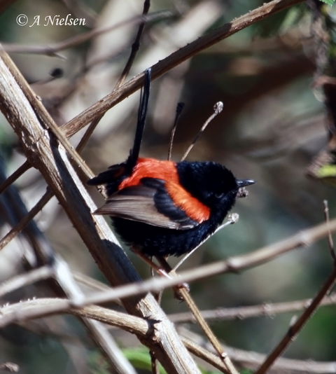 Cooloola Nature - Accommodation NT 7