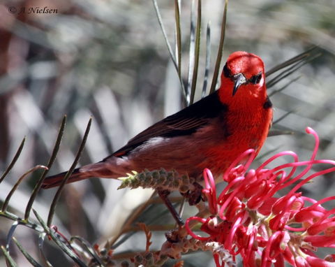 Cooloola Nature - Accommodation NT 9