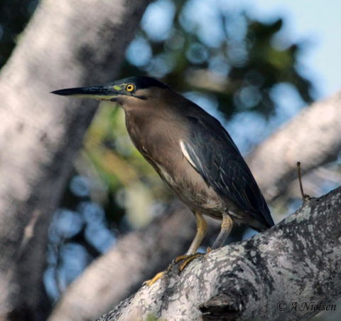 Cooloola Nature - Accommodation NT 10