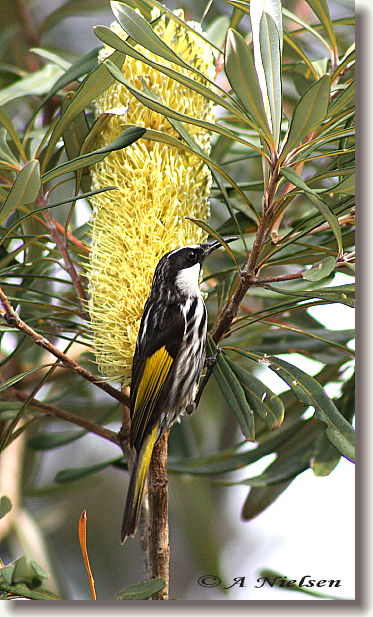 Cooloola Nature - Accommodation NT 11