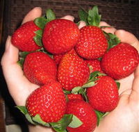 The Strawberry Farm - Accommodation NT