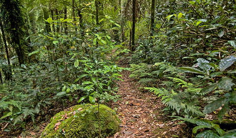 Red Cedar Loop - Accommodation NT 3