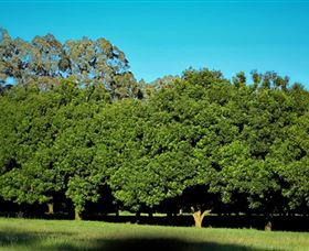 Medowie Macadamias - Accommodation NT 6