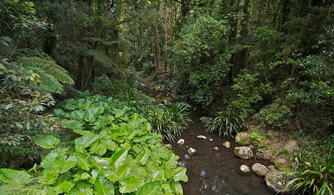 Brindle Creek Picnic Area - Accommodation NT 1