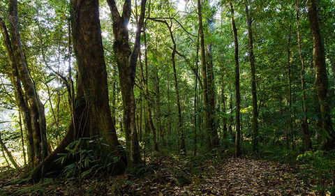 Botanic Walk - Accommodation NT 1