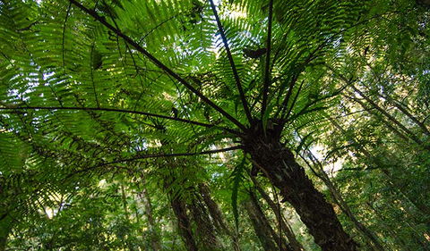 Botanic Walk - Accommodation NT 2